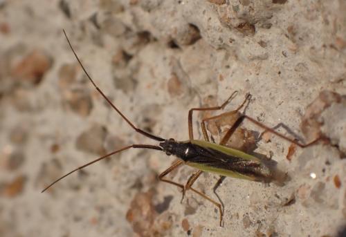Réf. 304 265 : Notostira sp.